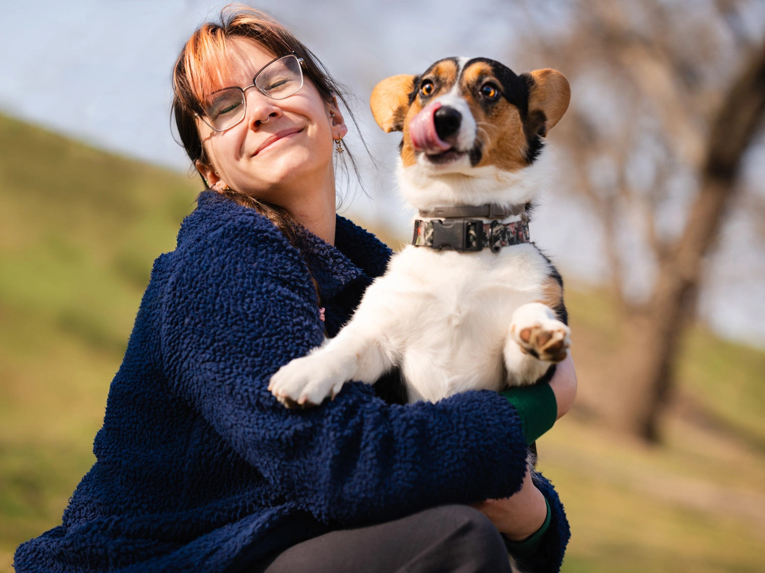 Corgi podczas sesji zdjęciowej