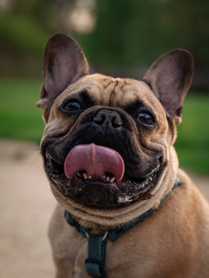 Bigo