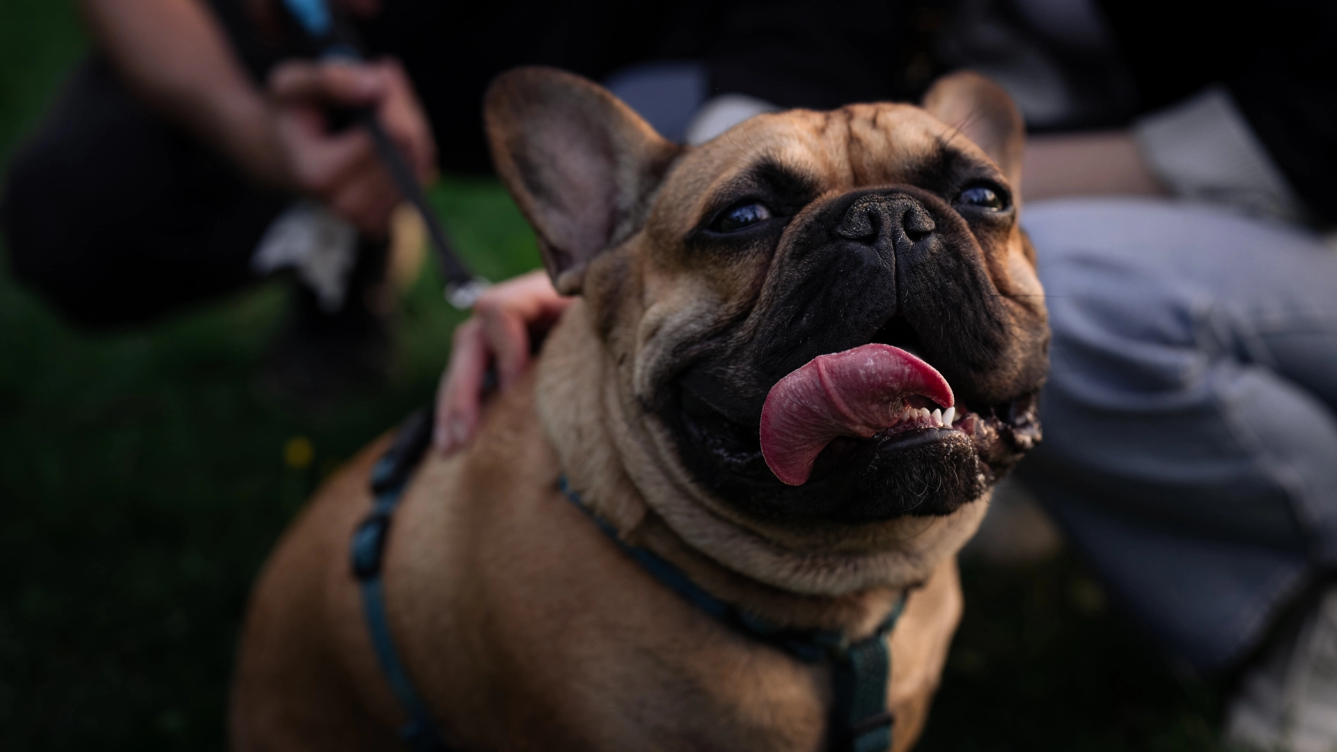 Buldog podczas sesji zdjęciowej