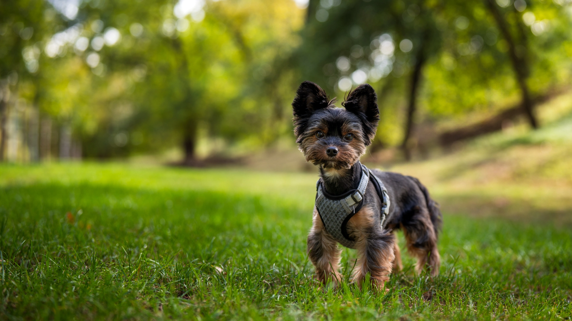 Yorkshire terrier w trawie na sesji plenerowej