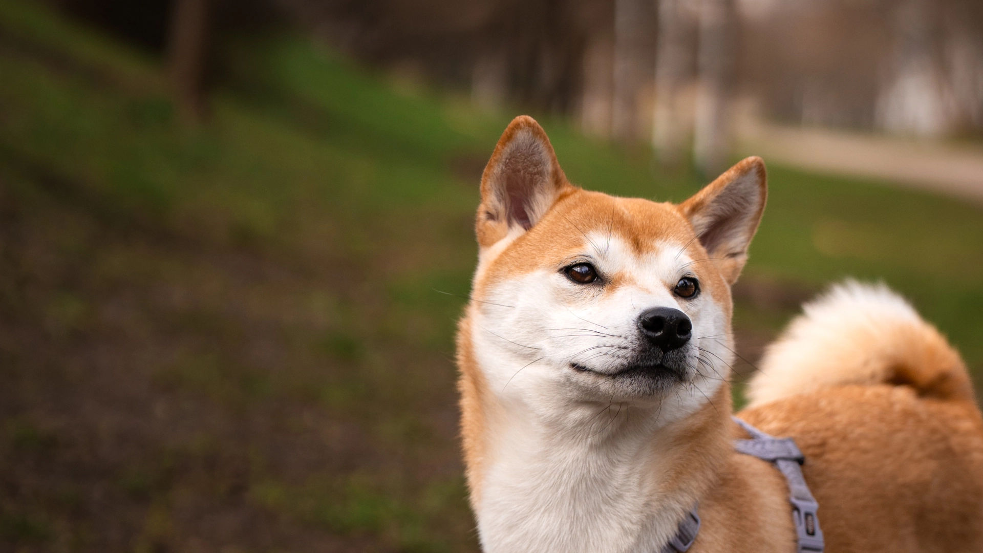 Zdjęcie portretowe psa Shiba Inu