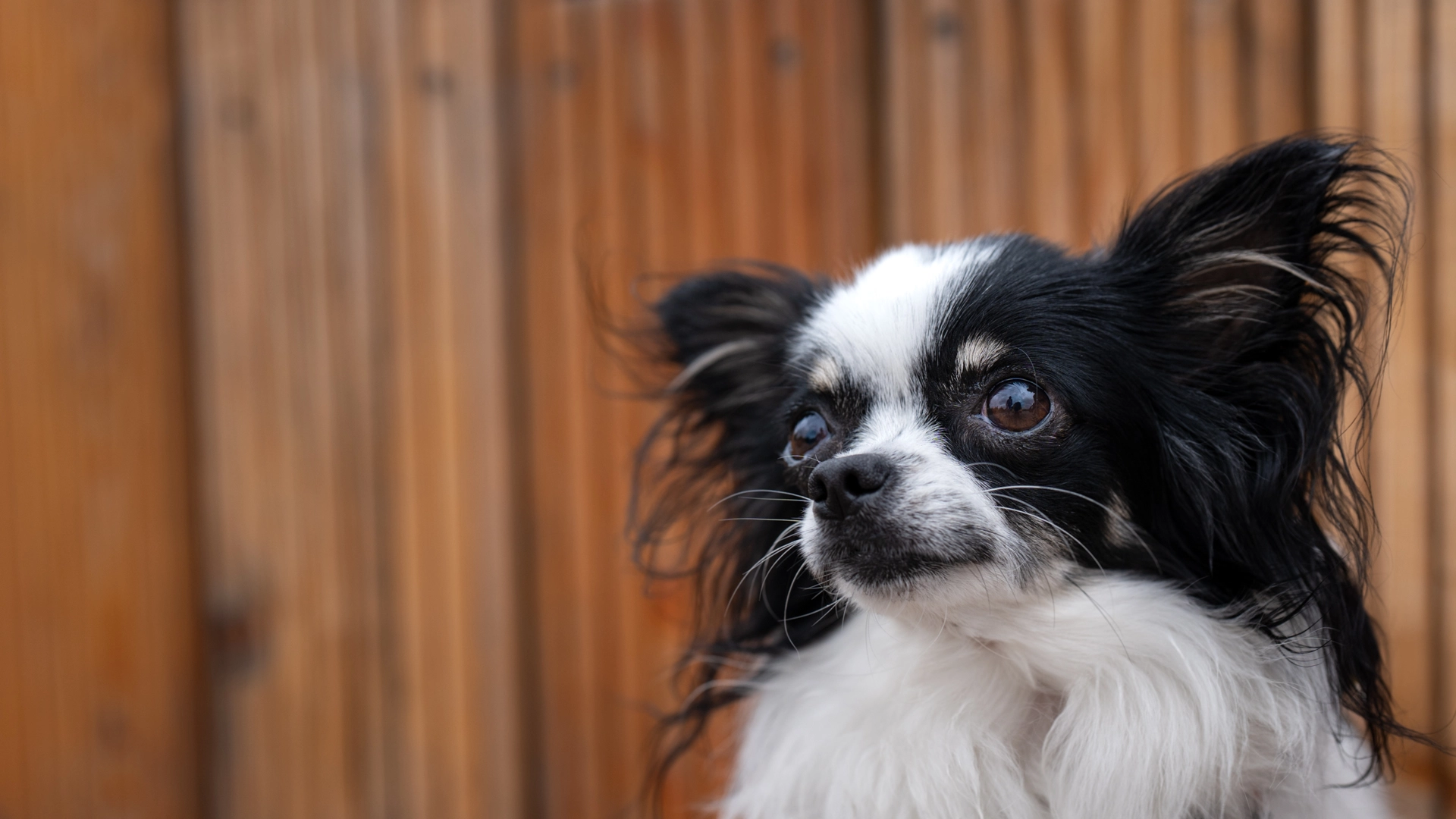 Foto-portret marzycielskiego chihuahua