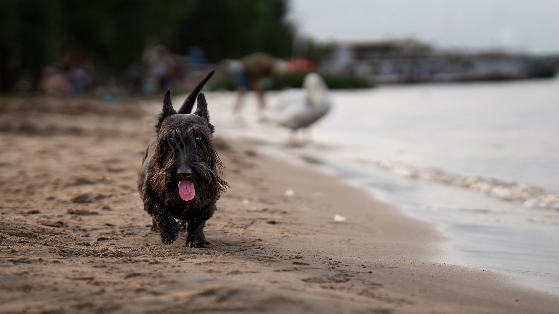Scottish terrier spacerujący po plaży podczas sesji plenerowej